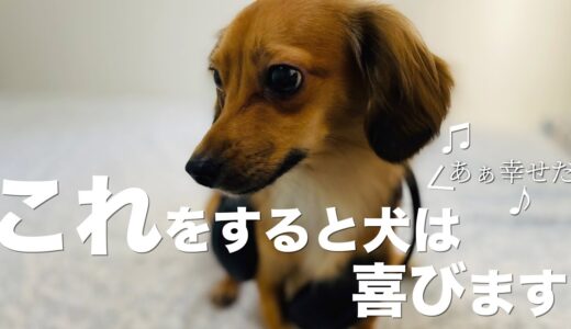 犬が喜ぶこと