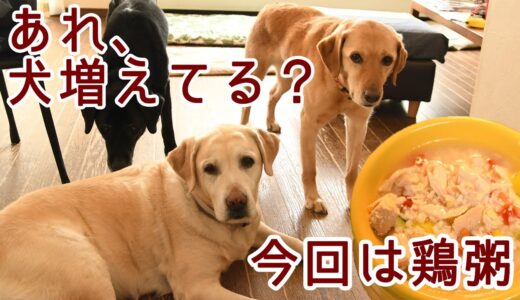 犬が増えました | ３種の夏野菜と『鶏粥』