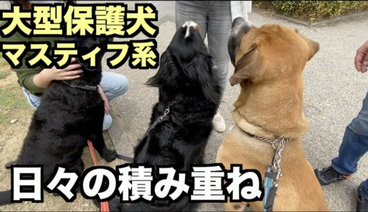 大型マスティフ系保護犬・人馴れ犬慣れは大事【48 50日目】