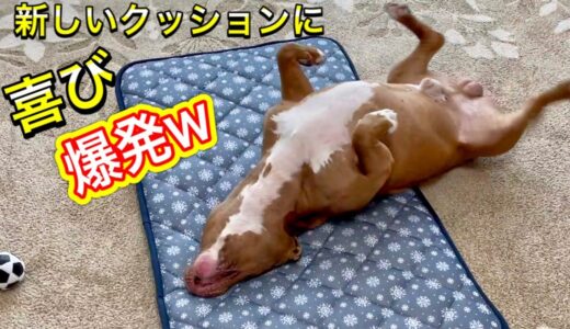 ひんやりクッションをあげたら猫みたいになった犬がこちらwww