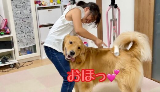 コロコロから新しい世界を教わった大型犬の顔つきが、もはや犬じゃない！ゴールデンレトリバーのクッキーとミニチュアダックスフンドの子犬ショコラとの幸せな日常