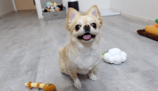 梅雨入りで退屈そうにするチワワ犬にあるものをあげたら最高の笑顔が返ってきましたwww