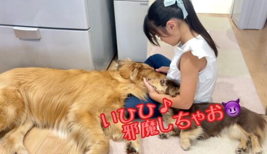 姉の膝上で犬である事を忘れて甘えまくる大型犬と、その幸せを邪魔する事に喜びを覚えた小型犬がこちら。ゴールデンレトリバーのクッキーとミニチュアダックスフンドの子犬ショコラとの幸せな日常