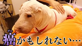 ブチャ犬もやちゃん「がん」の疑いで急きょ病院へ…獣医さんの言葉が怖すぎる。