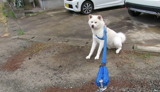 【秋田犬ゆうき】梅雨時のお散歩では先を急げと楽しい寄り道も却下される【akita dog】