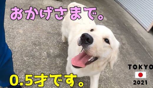 【0.5才の誕生日を迎えました！】犬って半年ですごい知恵がつくんだとびっくりの主でございます！　Golden Retriever　ゴールデンレトリーバー