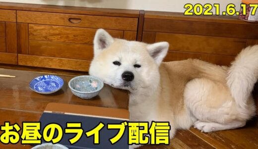 お昼の秋田犬そうすけ君とライブ配信