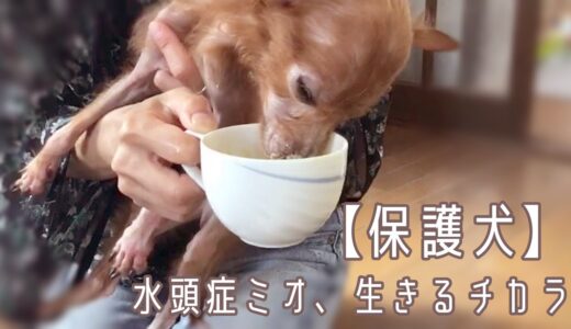 【保護犬預かりvlog】水頭症ミオ、生きるチカラ