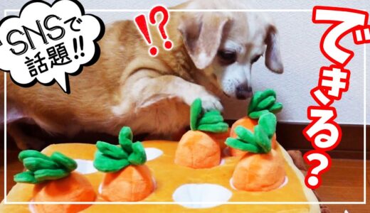 【初挑戦🐶】SNSで話題✨うちのおばあちゃん犬が「にんじん収穫隊🥕」になったら、こうなったｗ【癒し | ペット | VLOG】