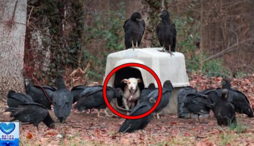 飢えたハゲワシの群れに囲まれ悲しい目をしていた犬。地獄のような状況から救出されると・・・【感動】