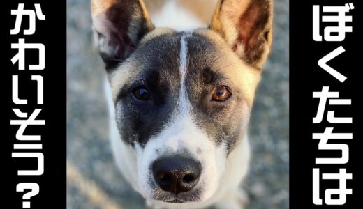 犬のショーや調教は可哀想だと言う方に見てほしい