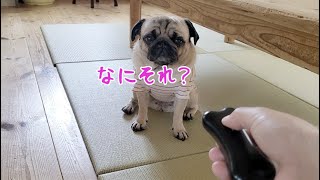 ムダ吠え防止グッズを使ってみたら驚きの結末に…パグ犬ぷぅPug