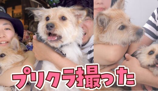 犬とプリクラを撮りに行ったら最高の写真が撮れました！