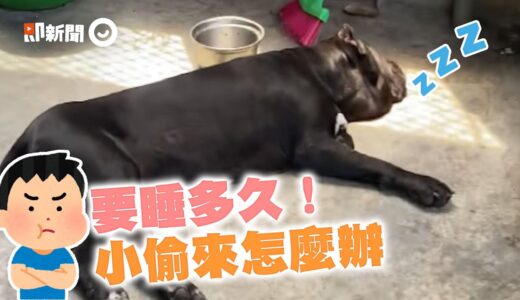 護衛犬躺地熟睡沒發現主人回家　被叫醒心虛搖尾｜看家護院｜看門狗｜寵物｜精選影片