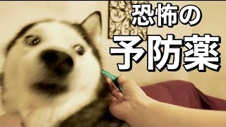 【恐怖】ノミダニ予防薬から逃げ惑う大型犬【フロントライン】