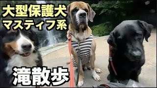 大型マスティフ系保護犬・滝散歩【80 81日目】