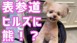 トリミングに犬を預けたら熊になって帰ってきましたｗｗ【トイプードル】