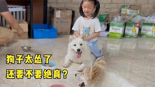 7个多月大的公狗被母犬骑都不反抗，太怂了，还要不要给它做绝育