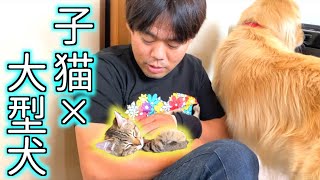 子猫と大型犬のいる暮らし【子猫のみーちゃんとレトリバーのまるくん】