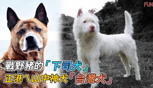 正港ㄟ山中神犬「台灣犬」| 與德牧齊名的「中華名獵」下司犬？| 亞洲未被認可的稀有名犬