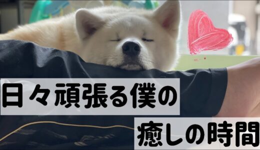 【秋田犬と赤ちゃん】おにーわんの癒しの時間