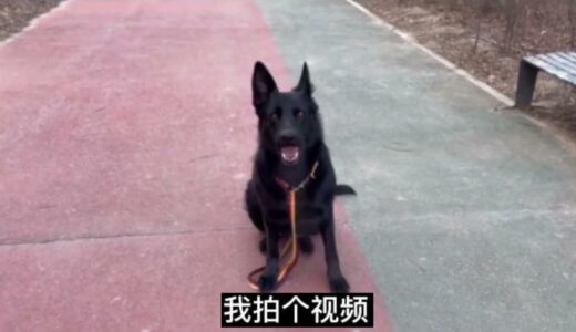 克瑞娜的户外拍摄😂😻 || 搞笑东德牧羊犬German shepherd Funniest Animals