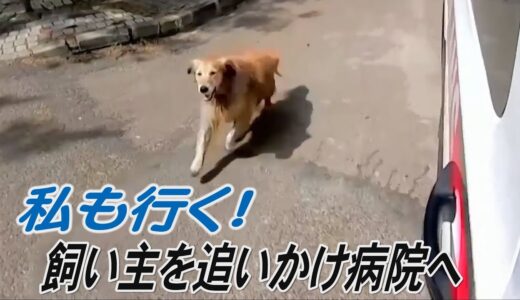 飼い主乗せた救急車を追いかける犬　私も行く！　トルコ