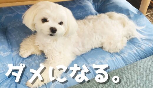 ニトリのNクールベッドでうちの犬がダメになってしまいました【マルチーズ】