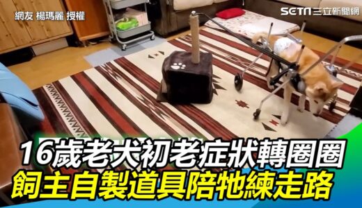 16歲老犬得初老症狀轉圈圈　飼主自製道具讓牠練走路 ｜三立新聞網 SETN.com