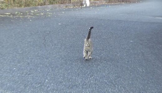 犬の散歩付いて行ったけど不安になり戻って来る子猫