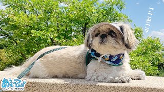 犬とさんぽしたら思わぬ絶景ポイントへ来た【京都船岡山公園】