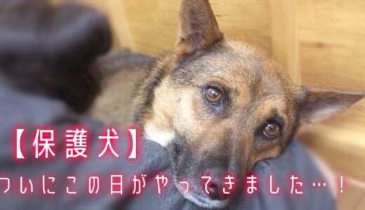 【保護犬預かりvlog】ヒロ、ついにこの瞬間がやって来ました！！