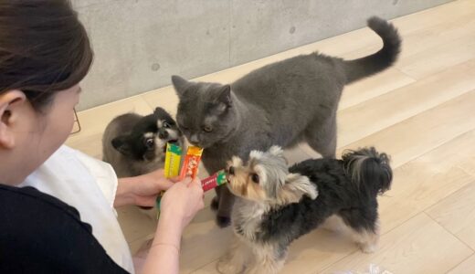 犬に圧倒されてほとんど食べれなかったちょっとおバカな猫