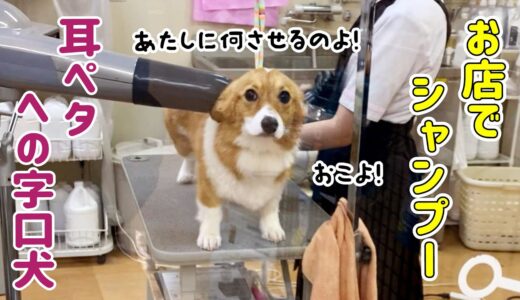 【愛犬のシャンプー】納得いかず不満顔になりました！笑