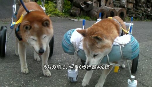 ジローも車椅子デビュー【老犬】歩行器【柴犬】