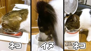 🐈犬と猫の3匹が仲良く並んでお食事！ #shorts