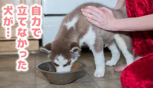 自力で立つことすら困難だった犬が懸命にリハビリを続けた結果…。