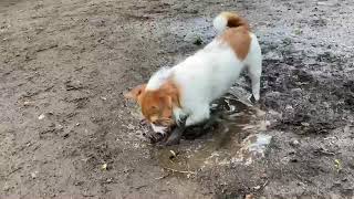 水溜り大好き犬