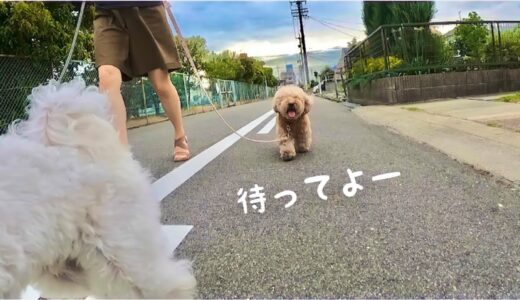 張り切って散歩に出掛けたが力尽きる犬がこちら笑 トイプードル/マルプー