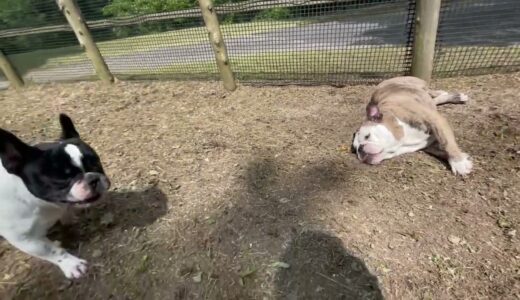 休園日のしずく&🐶犬達