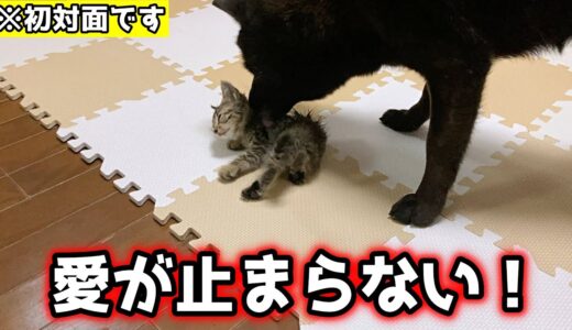 甲斐犬一休が優しすぎて感動しました・・