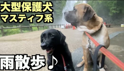 大型マスティフ系保護犬・雨散歩【63 65日目】