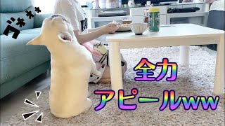 必死におこぼれチャンスを狙ってくる犬ｗｗｗ【フレンチブルドッグ frenchbulldog】