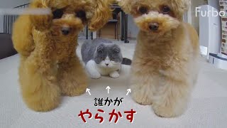 留守番中悪だくみした犬猫に制裁を下したら大変なことに…