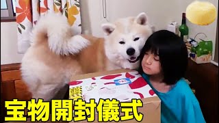 仙台から宝物！秋田犬そうすけ願い叶い感動の萩の月【VLOG】