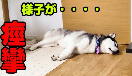 体を痙攣させながら助けを求める犬　ハスキー犬と保護犬トイプードル