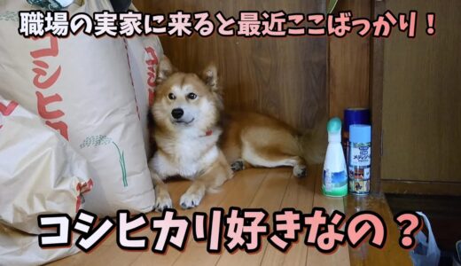 [保護犬だん君]コシヒカリがお気に入り！？最近はここばっかりだね！涼しくて気持ちいいのかな？