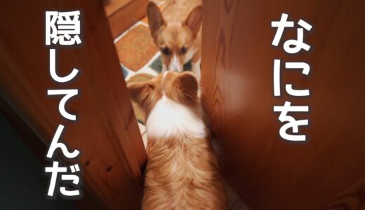 隠し事を発見した犬【コーギー】【マンチカン】