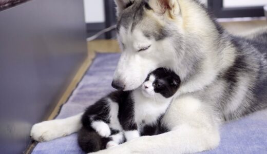 眠そうなハスキー犬にどうしても構って欲しい子猫たちが可愛すぎた