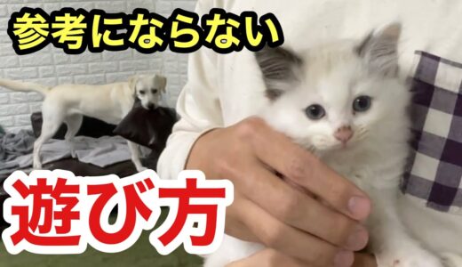 参考にならない「犬と子猫と人間の遊び方」保護子猫とラブラドール